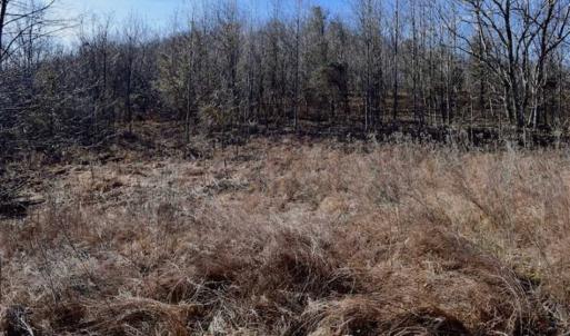 Photo of SOLD!!  81 Acres of Hunting and Recreational Land For Sale in Franklin County VA!