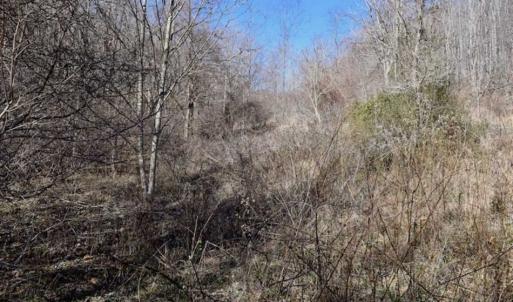 Photo of SOLD!!  81 Acres of Hunting and Recreational Land For Sale in Franklin County VA!