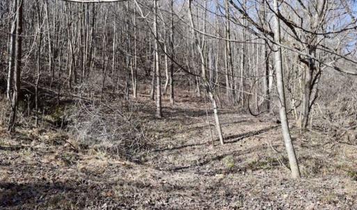 Photo of SOLD!!  81 Acres of Hunting and Recreational Land For Sale in Franklin County VA!