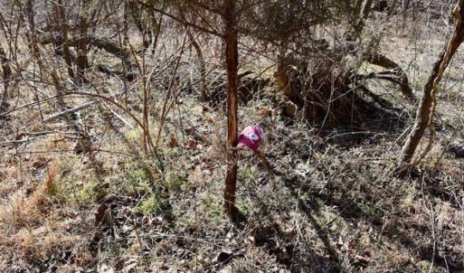Photo of SOLD!!  81 Acres of Hunting and Recreational Land For Sale in Franklin County VA!