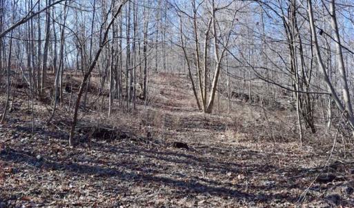 Photo of SOLD!!  81 Acres of Hunting and Recreational Land For Sale in Franklin County VA!