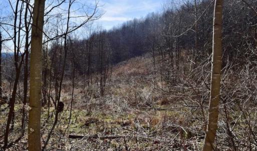 Photo of SOLD!!  81 Acres of Hunting and Recreational Land For Sale in Franklin County VA!