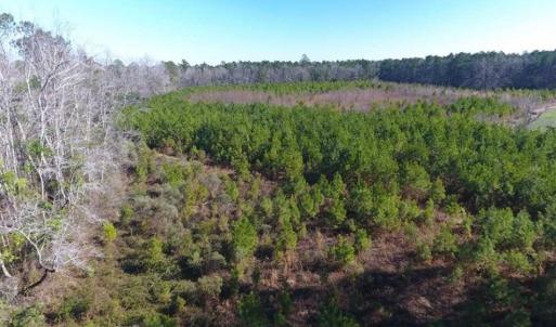 Photo of SOLD!!  13.79 Acres of Development and Hunting Land for Sale in Columbus County NC!