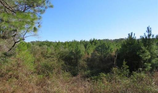 Photo of SOLD!!  13.79 Acres of Development and Hunting Land for Sale in Columbus County NC!