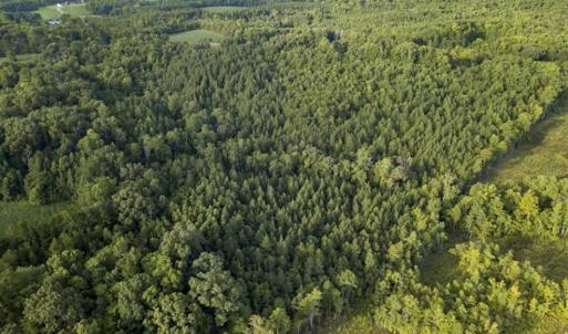 Photo of SOLD!!  28.10 Acres of Farm and Hunting Land For Sale in Person County NC!