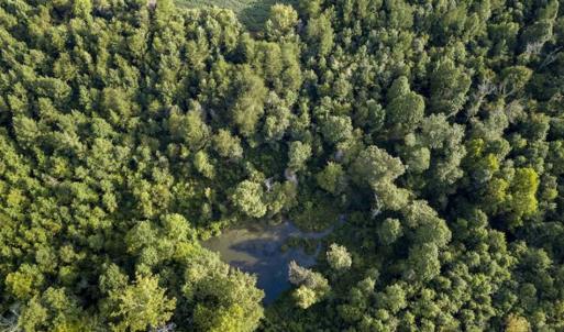Photo of SOLD!!  79.32 Acres of Farm and Hunting Land For Sale in Person County NC!