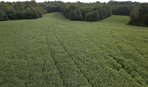 Photo of SOLD!!  79.32 Acres of Farm and Hunting Land For Sale in Person County NC!