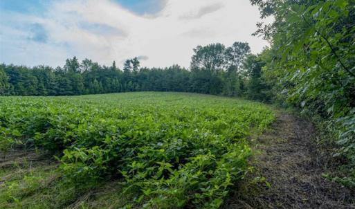 Photo of SOLD!!  79.32 Acres of Farm and Hunting Land For Sale in Person County NC!