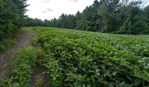 Photo of SOLD!!  79.32 Acres of Farm and Hunting Land For Sale in Person County NC!