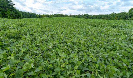 Photo of SOLD!!  79.32 Acres of Farm and Hunting Land For Sale in Person County NC!