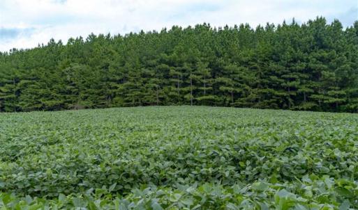 Photo of SOLD!!  79.32 Acres of Farm and Hunting Land For Sale in Person County NC!