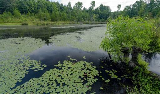 Photo of SOLD!!  79.32 Acres of Farm and Hunting Land For Sale in Person County NC!