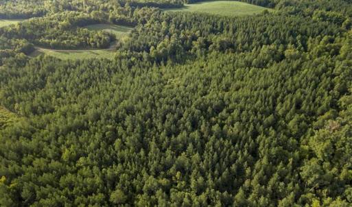 Photo of SOLD!!  79.32 Acres of Farm and Hunting Land For Sale in Person County NC!