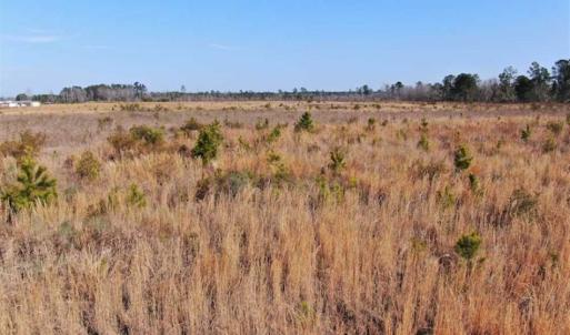 Photo of UNDER CONTRACT!!  79 Acres of Development Land For Sale in Robeson County NC!