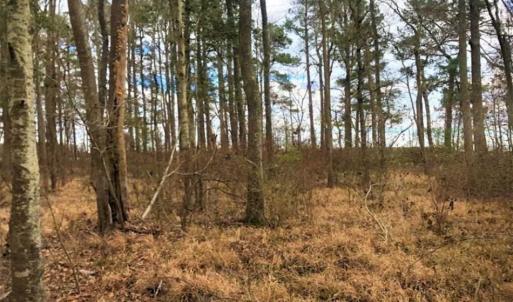 Photo of SOLD!!  12.42 Acres of Land For Sale in Perquimans County NC!