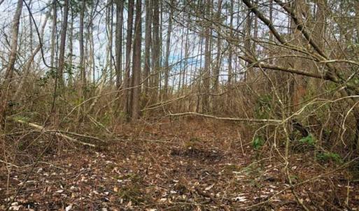 Photo of SOLD!!  166 Acres of Waterfront Hunting Land For Sale in Gates County NC!