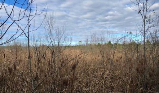 Photo of SOLD!!  166 Acres of Waterfront Hunting Land For Sale in Gates County NC!