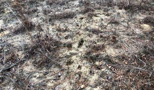 Photo of SOLD!!  166 Acres of Waterfront Hunting Land For Sale in Gates County NC!
