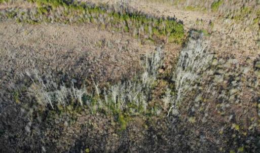 Photo of SOLD!!  166 Acres of Waterfront Hunting Land For Sale in Gates County NC!
