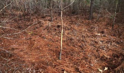 Photo of SOLD!!  166 Acres of Waterfront Hunting Land For Sale in Gates County NC!