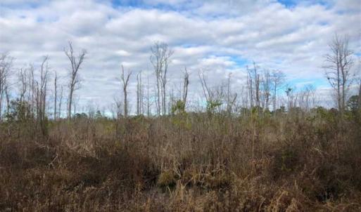 Photo of SOLD!!  166 Acres of Waterfront Hunting Land For Sale in Gates County NC!