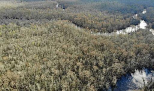 Photo of SOLD!!  166 Acres of Waterfront Hunting Land For Sale in Gates County NC!