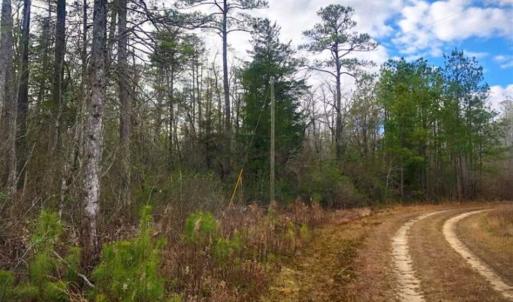 Photo of SOLD!!  166 Acres of Waterfront Hunting Land For Sale in Gates County NC!