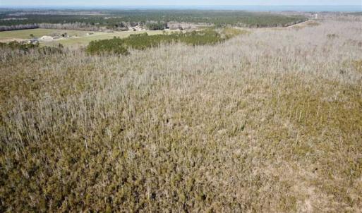Photo of SOLD!!  220 Acres of Hunting Land for Sale in Tyrrell County NC!