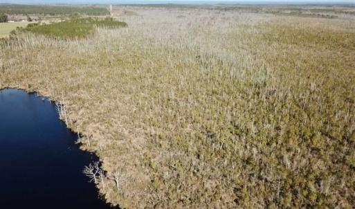 Photo of SOLD!!  220 Acres of Hunting Land for Sale in Tyrrell County NC!