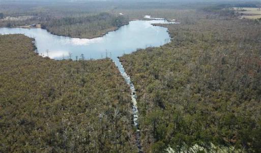 Photo of SOLD!!  220 Acres of Hunting Land for Sale in Tyrrell County NC!