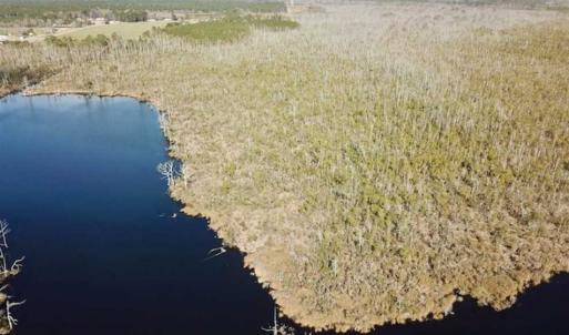 Photo of SOLD!!  220 Acres of Hunting Land for Sale in Tyrrell County NC!
