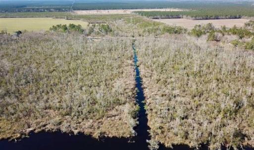 Photo of SOLD!!  220 Acres of Hunting Land for Sale in Tyrrell County NC!