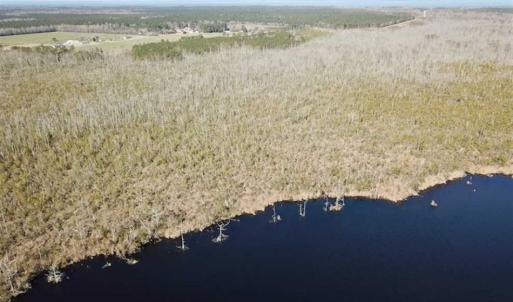 Photo of SOLD!!  220 Acres of Hunting Land for Sale in Tyrrell County NC!
