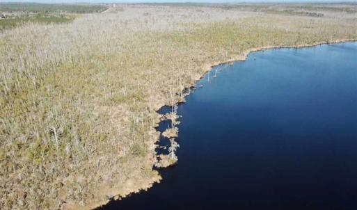 Photo of SOLD!!  220 Acres of Hunting Land for Sale in Tyrrell County NC!