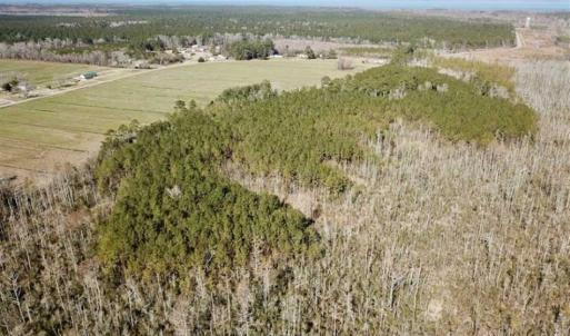 Photo of SOLD!!  220 Acres of Hunting Land for Sale in Tyrrell County NC!