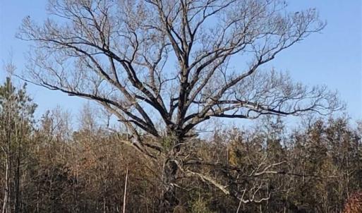 Photo of REDUCED! 256 Acres of Timber and Hunting Land For Sale in Robeson County NC!