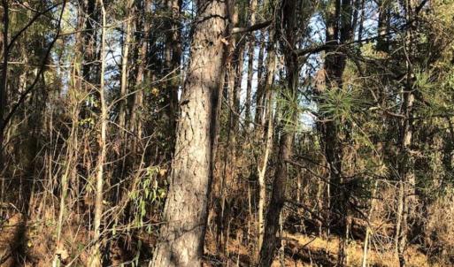 Photo of REDUCED! 256 Acres of Timber and Hunting Land For Sale in Robeson County NC!