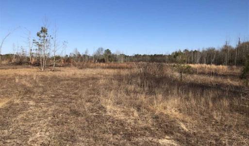 Photo of REDUCED! 256 Acres of Timber and Hunting Land For Sale in Robeson County NC!