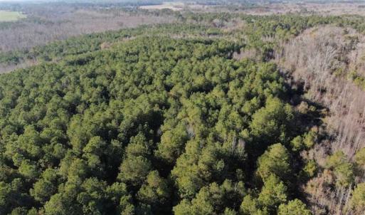 Photo of REDUCED! 256 Acres of Timber and Hunting Land For Sale in Robeson County NC!