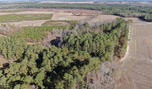 Photo of REDUCED! 256 Acres of Timber and Hunting Land For Sale in Robeson County NC!