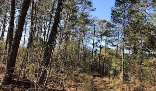 Photo of REDUCED! 256 Acres of Timber and Hunting Land For Sale in Robeson County NC!