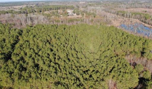Photo of REDUCED! 256 Acres of Timber and Hunting Land For Sale in Robeson County NC!