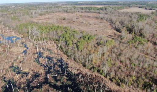Photo of REDUCED! 256 Acres of Timber and Hunting Land For Sale in Robeson County NC!