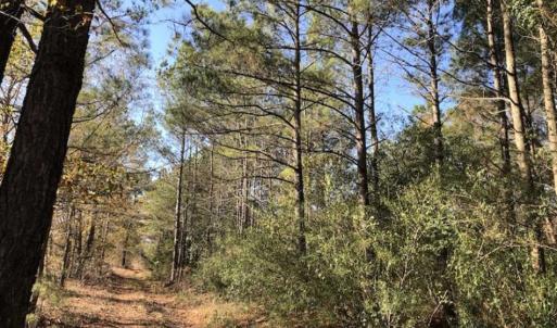 Photo of REDUCED! 256 Acres of Timber and Hunting Land For Sale in Robeson County NC!