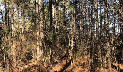 Photo of REDUCED! 256 Acres of Timber and Hunting Land For Sale in Robeson County NC!
