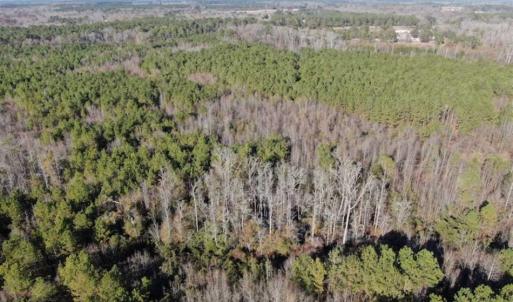 Photo of REDUCED! 256 Acres of Timber and Hunting Land For Sale in Robeson County NC!