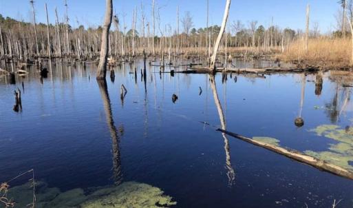 Photo of REDUCED! 256 Acres of Timber and Hunting Land For Sale in Robeson County NC!