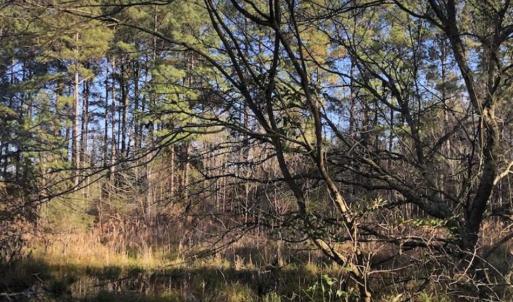 Photo of REDUCED! 256 Acres of Timber and Hunting Land For Sale in Robeson County NC!