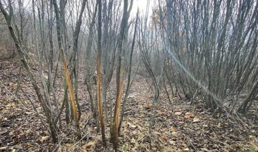 Photo of SOLD!!  46 Acres of Farm and Hunting Land for Sale in Stokes County NC!