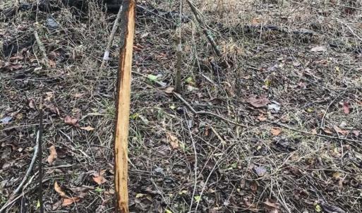 Photo of SOLD!!  46 Acres of Farm and Hunting Land for Sale in Stokes County NC!